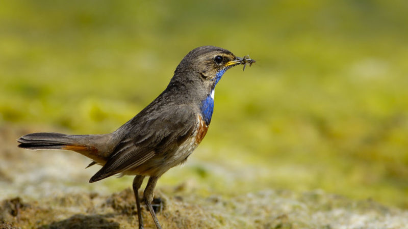 Réserve Ornithologique du Teich