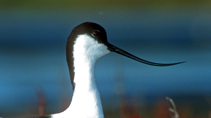 Ornithological Reserve of Teich