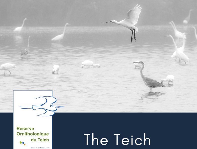 Actualités Arcachon