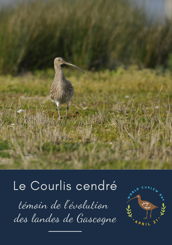 Le Courlis cendré, témoin de l’évolution des Landes de Gascogne