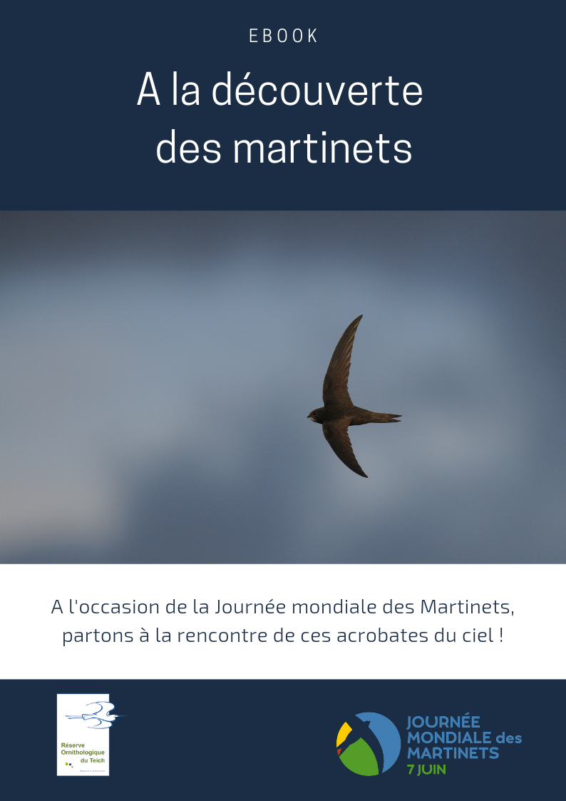 Ebook “A la découverte des martinets”
