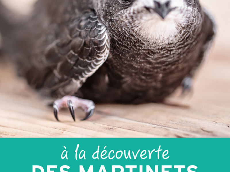 Actualités Arcachon