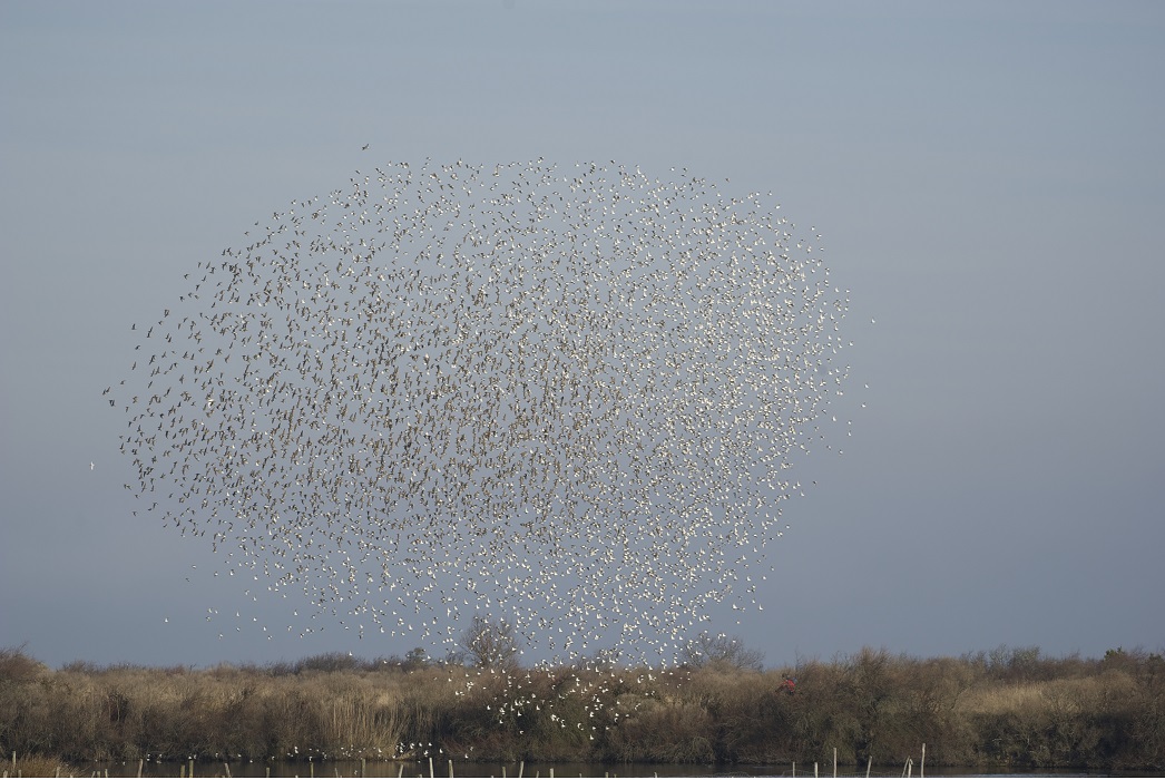 Réserve Ornithologique du Teich