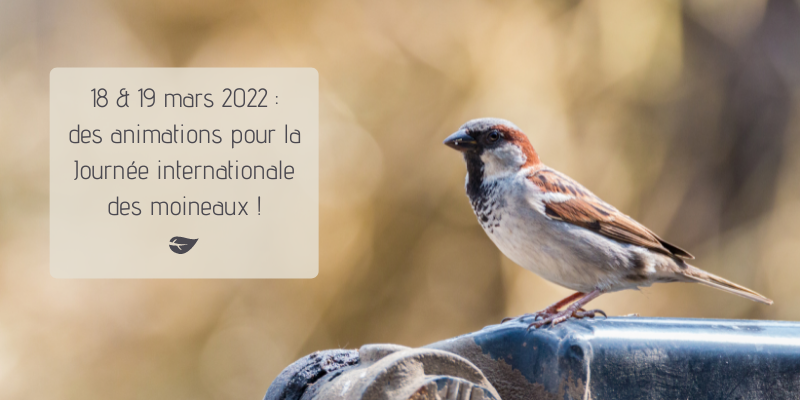 Actualités Arcachon
