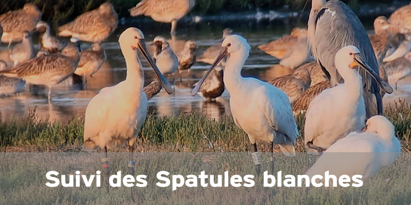 Actualités Arcachon