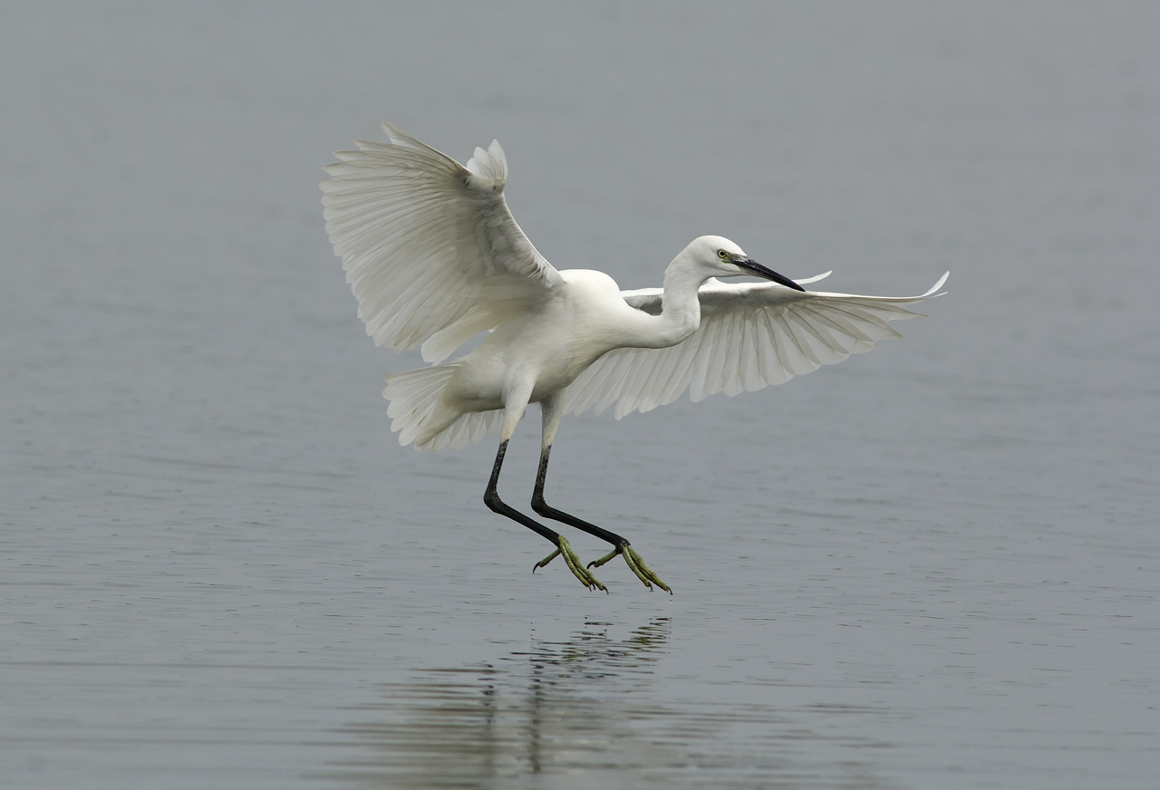 Oiseaux du Ciel - Ornibird, mélange pour les oiseaux de la nature 2