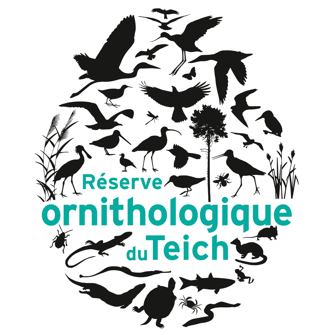 Ornithological Reserve of Teich