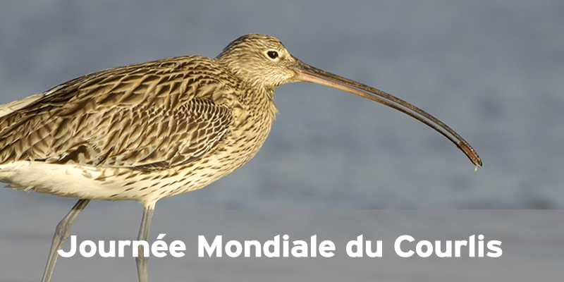 Actualités Arcachon