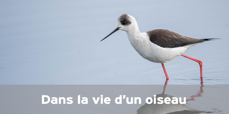 Actualités Arcachon