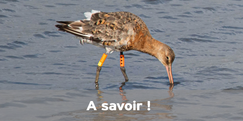 Actualités Arcachon