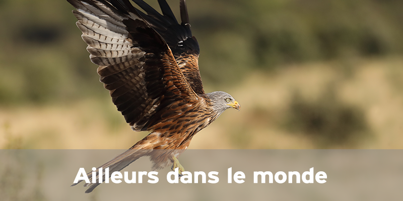 Actualités Arcachon