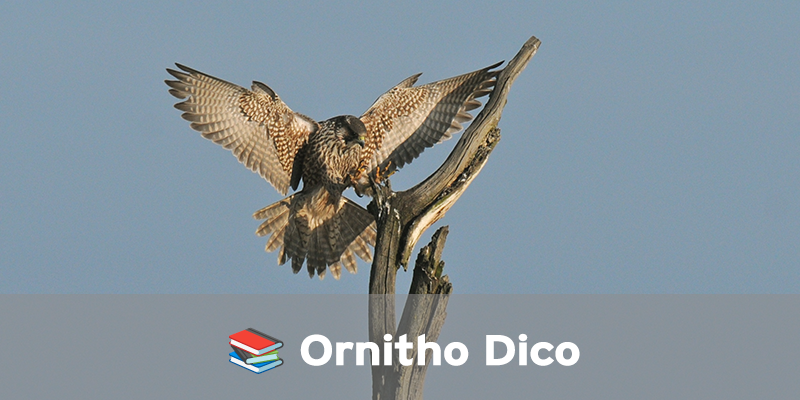 Actualités Arcachon