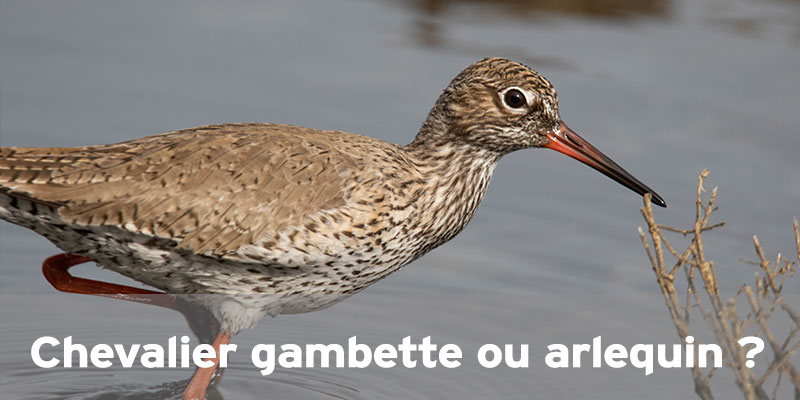 Actualités Arcachon