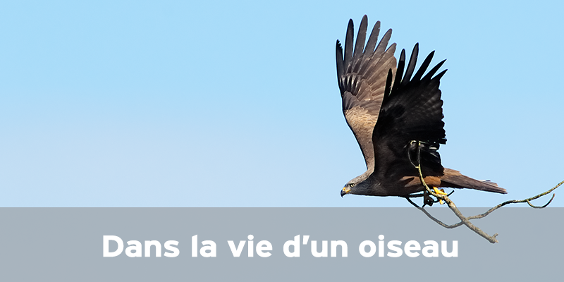 Actualités Arcachon