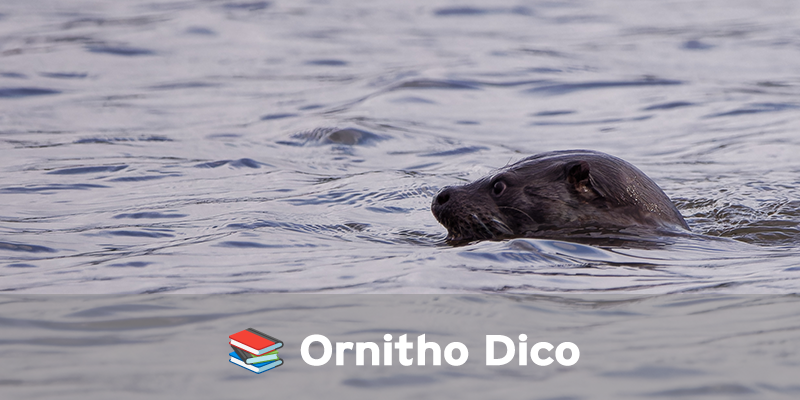 Actualités Arcachon