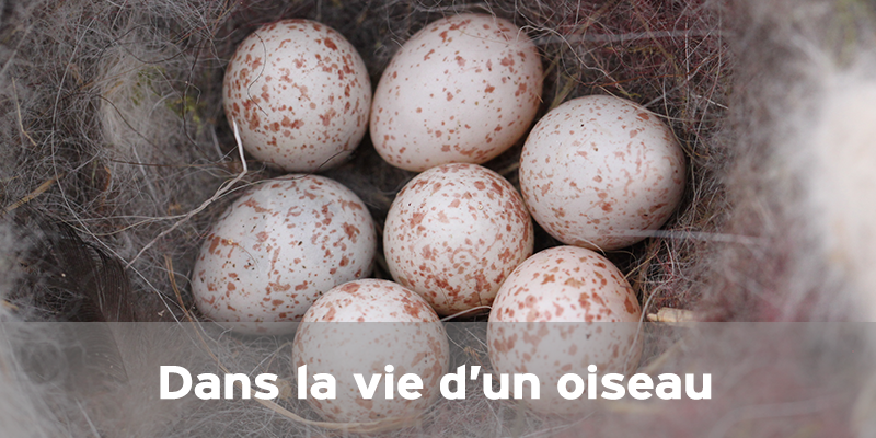 Actualités Arcachon