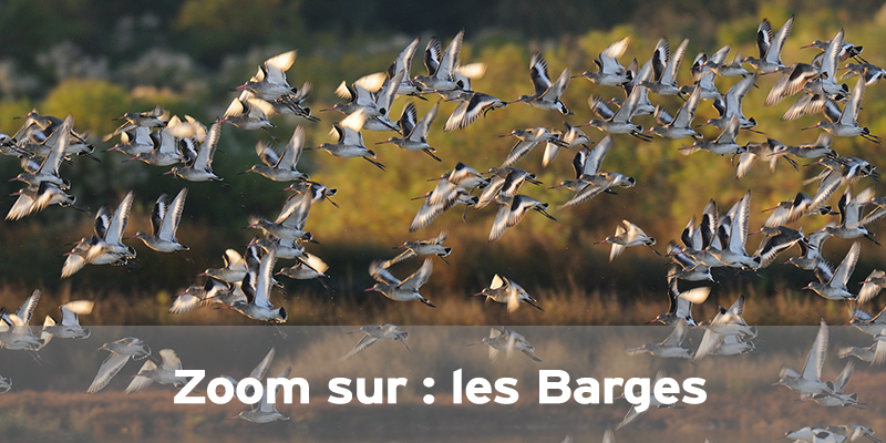 Actualités Arcachon