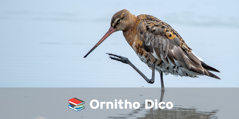 Actualités Arcachon