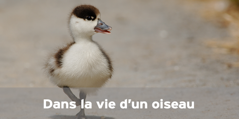 Actualités Arcachon