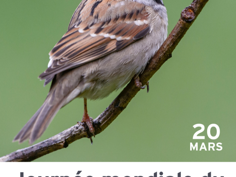 Actualités Arcachon