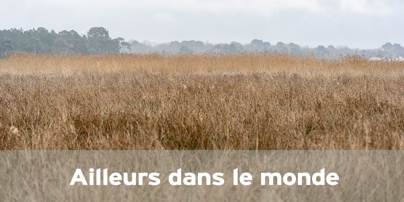 Actualités Arcachon