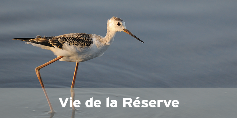 Actualités Arcachon