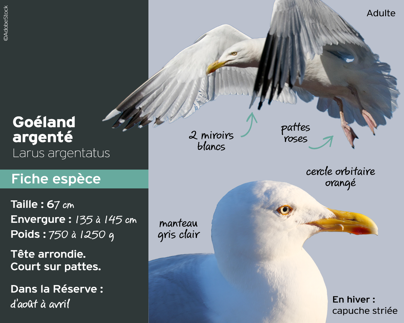 zoom-sur-les-go-lands-r-serve-ornithologique-du-teich