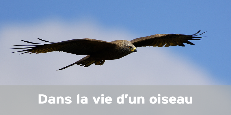 Actualités Arcachon