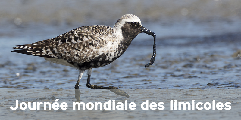 Actualités Arcachon