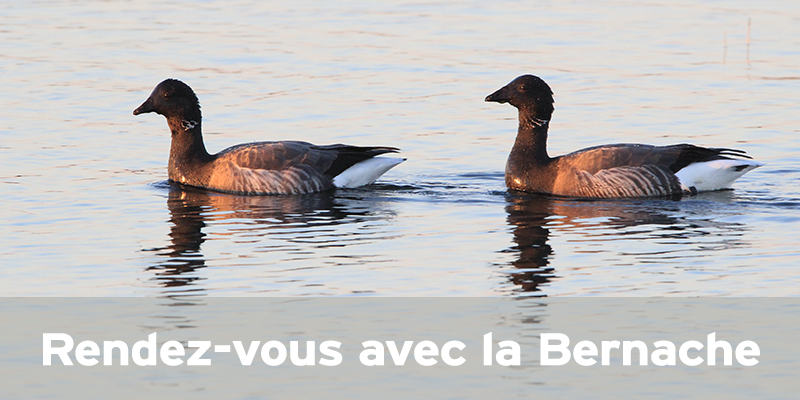 Actualités Arcachon