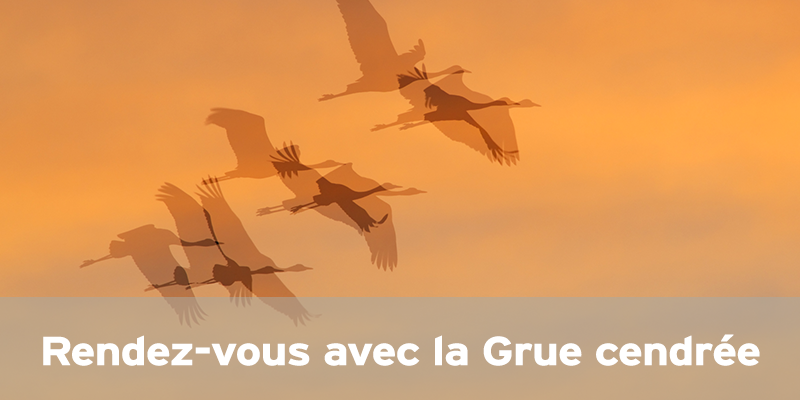 Actualités Arcachon