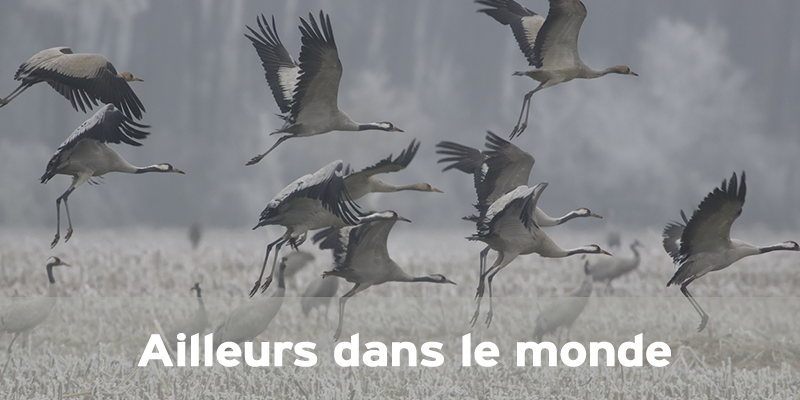 Actualités Arcachon