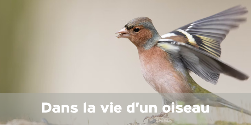 Actualités Arcachon