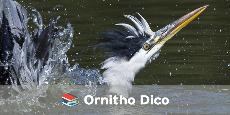 Actualités Arcachon