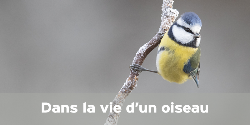 Actualités Arcachon