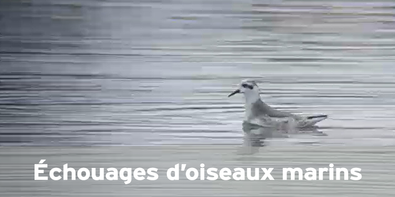 Actualités Arcachon