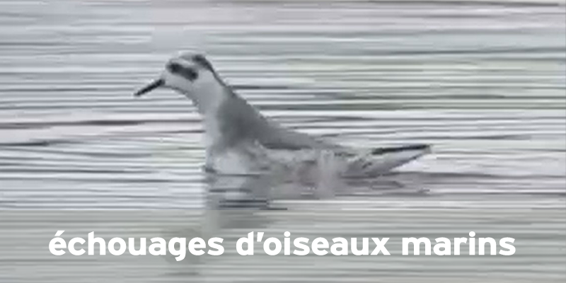 Des oiseaux dans les tempêtes