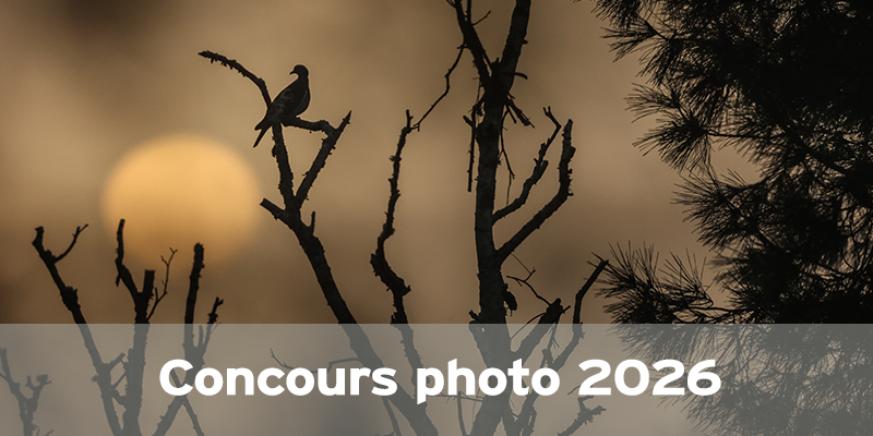 Actualités Arcachon