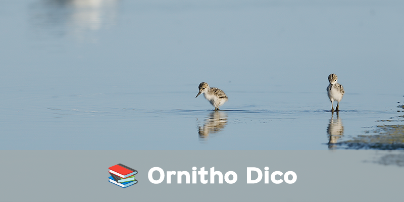 Actualités Arcachon