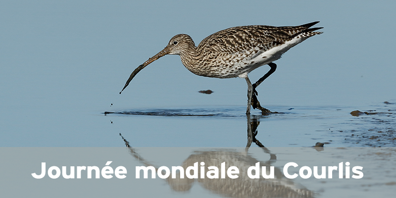 Actualités Arcachon