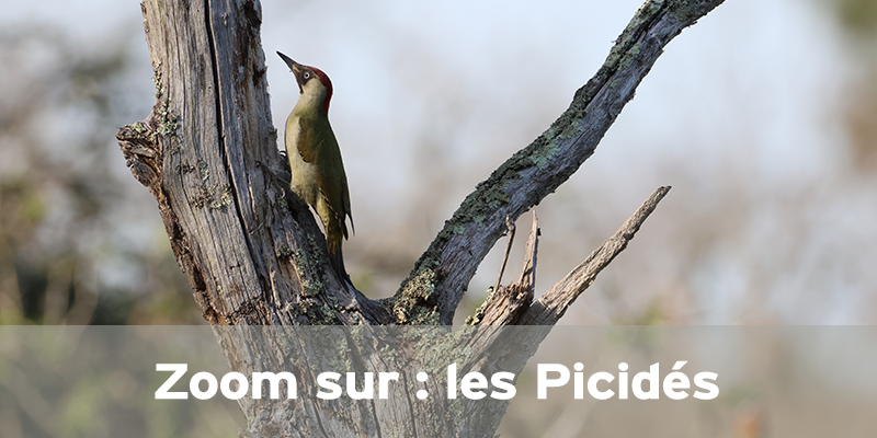 Actualités Arcachon