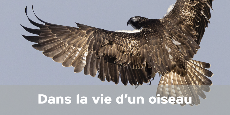 Actualités Arcachon