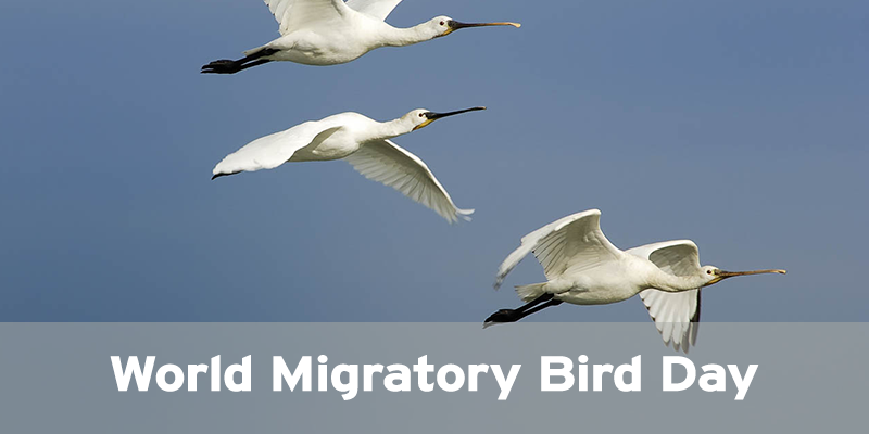 Journée mondiale des oiseaux migrateurs 2026