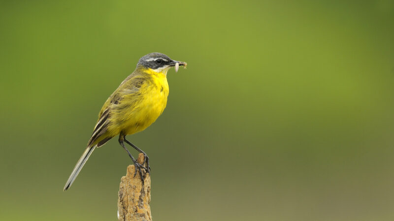 Ornithological Reserve of Teich