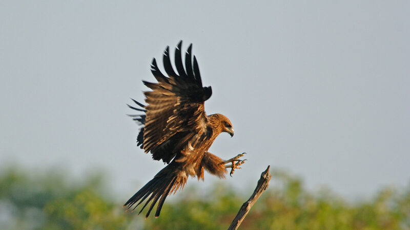 Ornithological Reserve of Teich