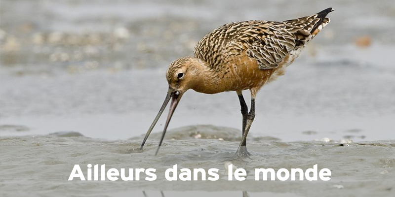 Une nouvelle ressource alimentaire pour les barges rousses