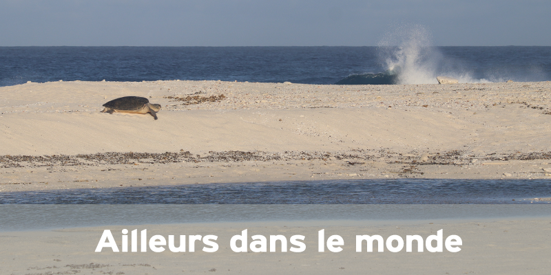 Actualités Arcachon